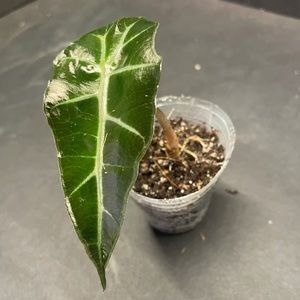 Alocasia African Mask / Polly